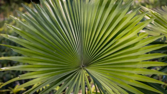 Pianta Serenoa repens